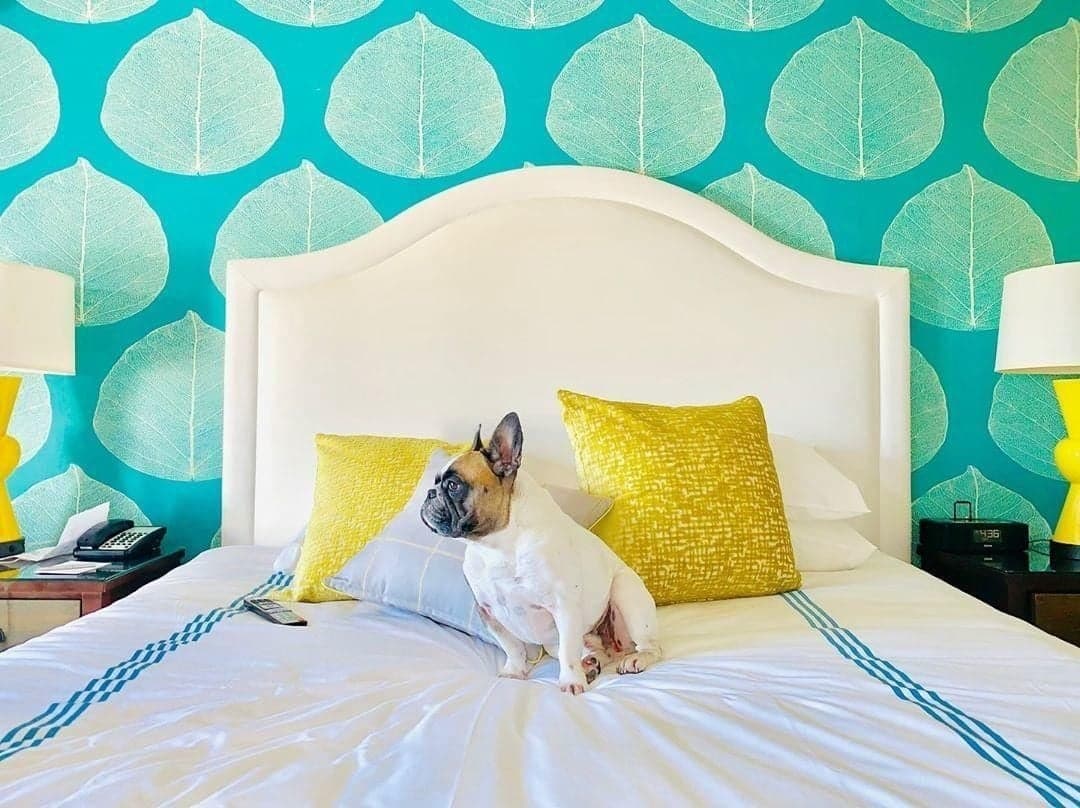 A french bulldog sitting on a bed in a room at Kona Kai