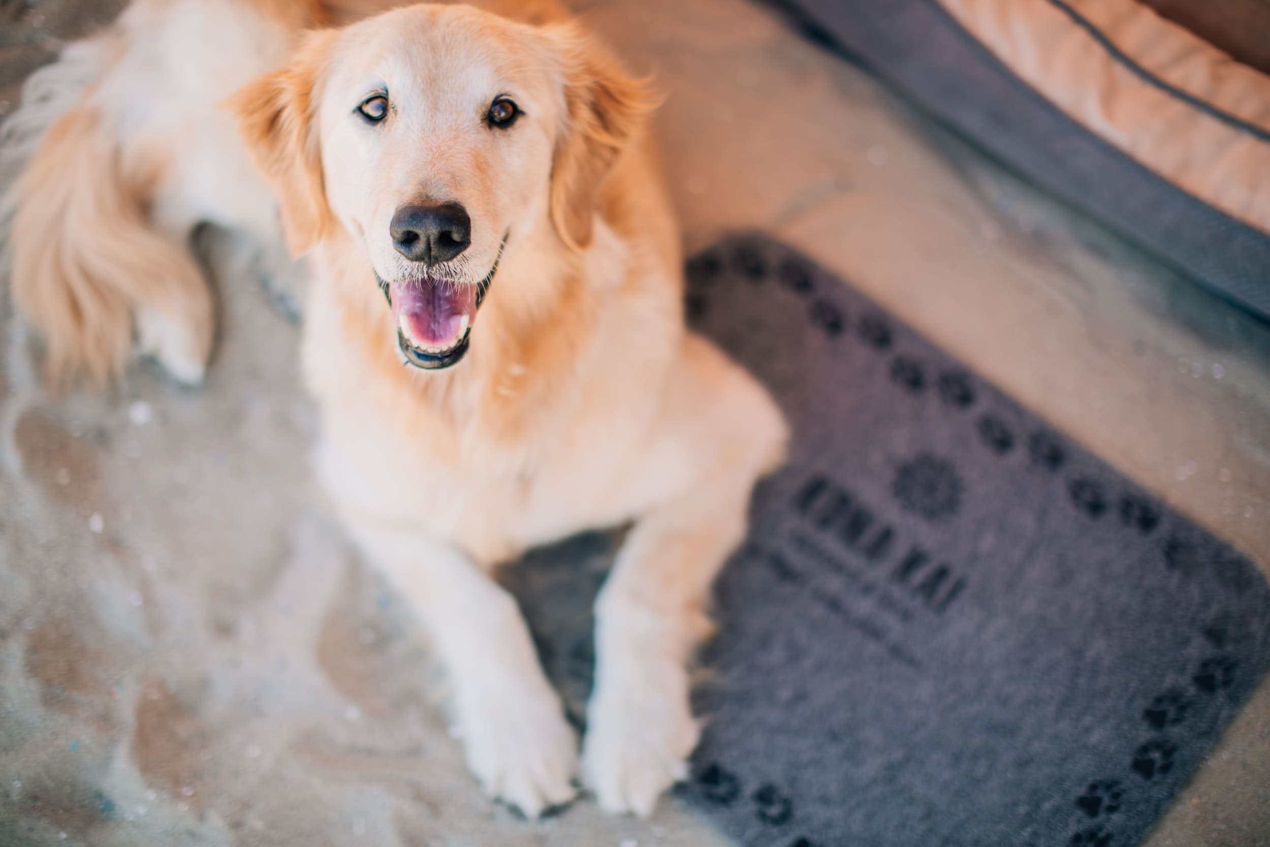 A golden retriever looking at the camera