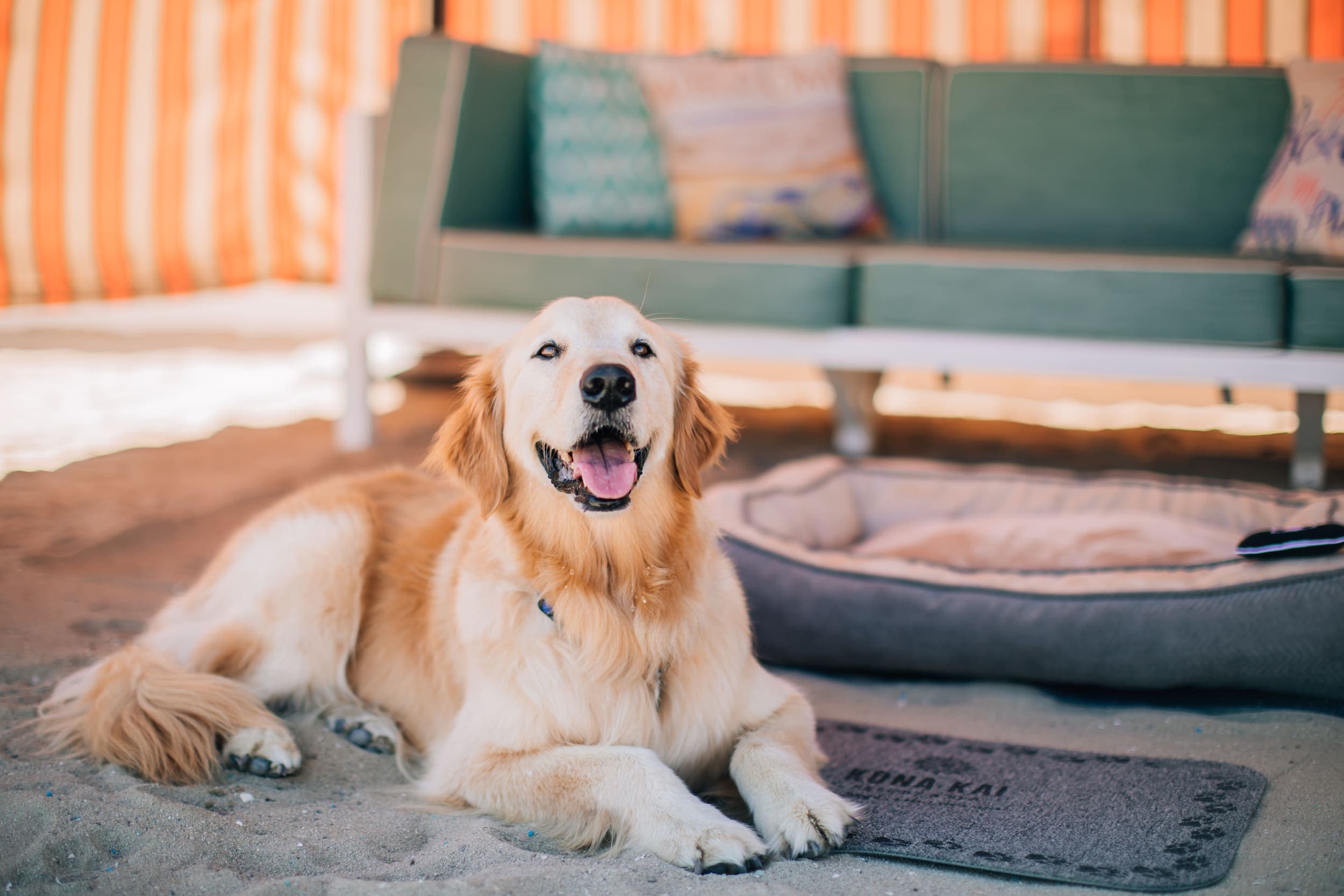 A golden retriever on a beach blanket at Kona Kai