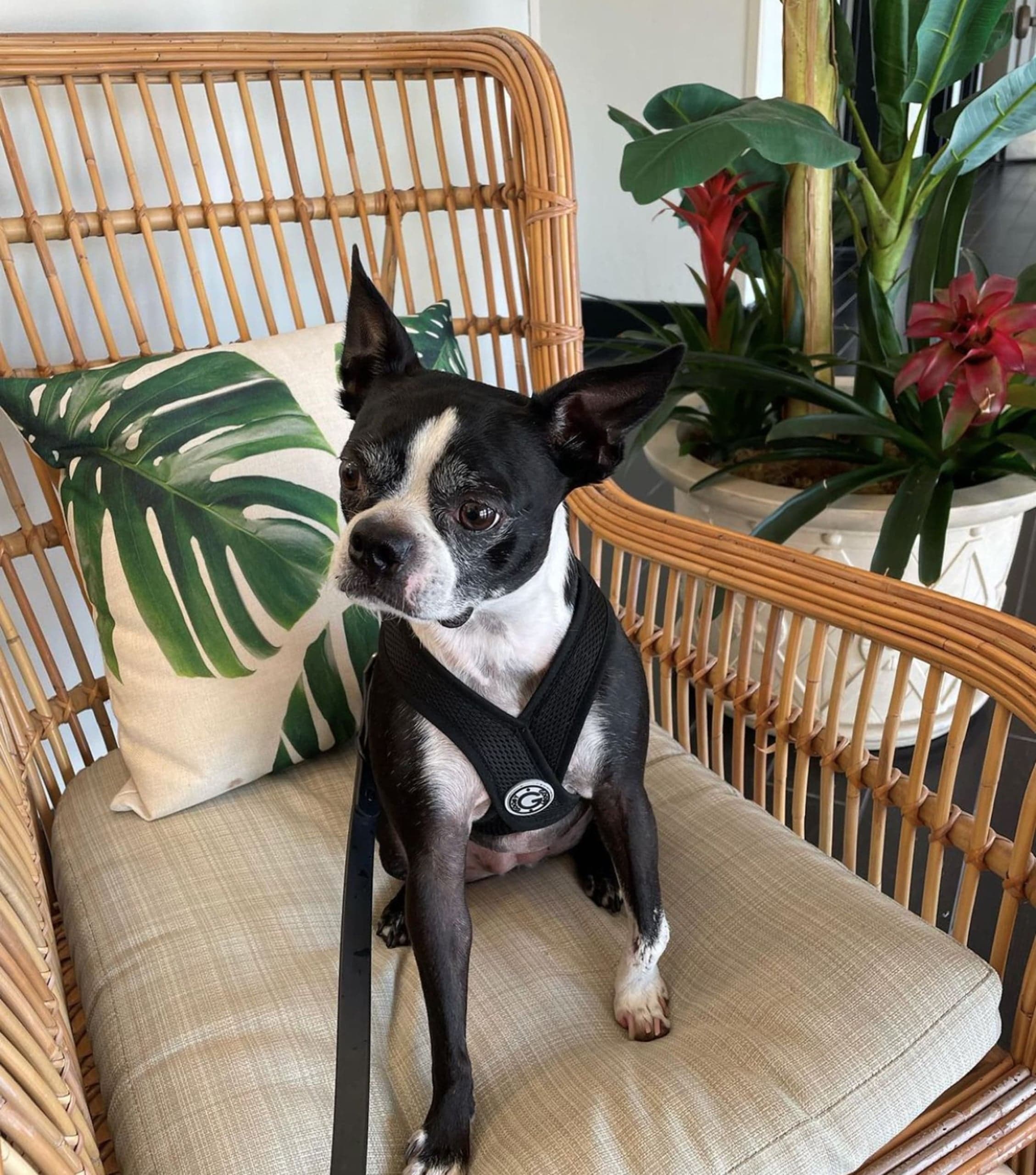 A Boston Terrier sitting on a rattan chair at Kona Kai