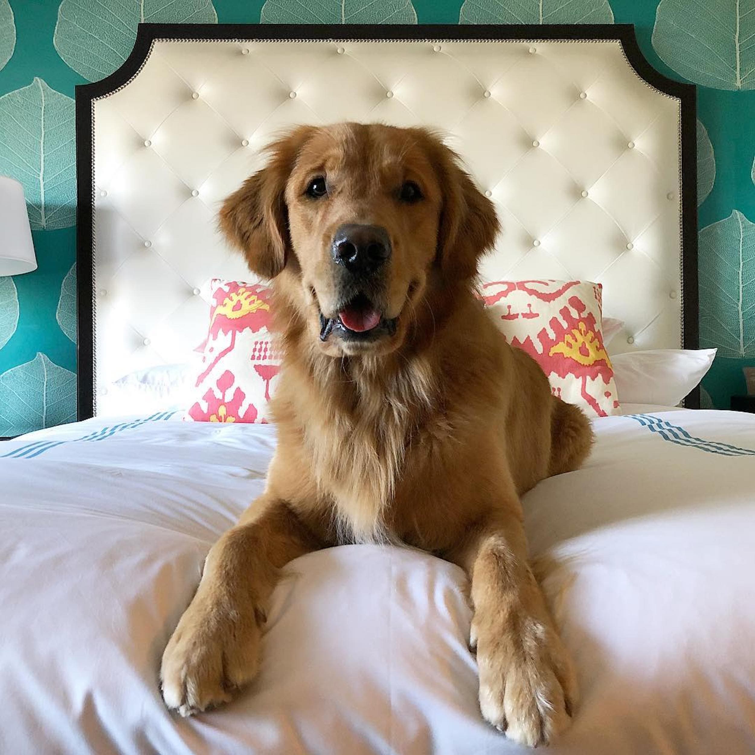 A golden retriever on a bed in a room at Kona Kai