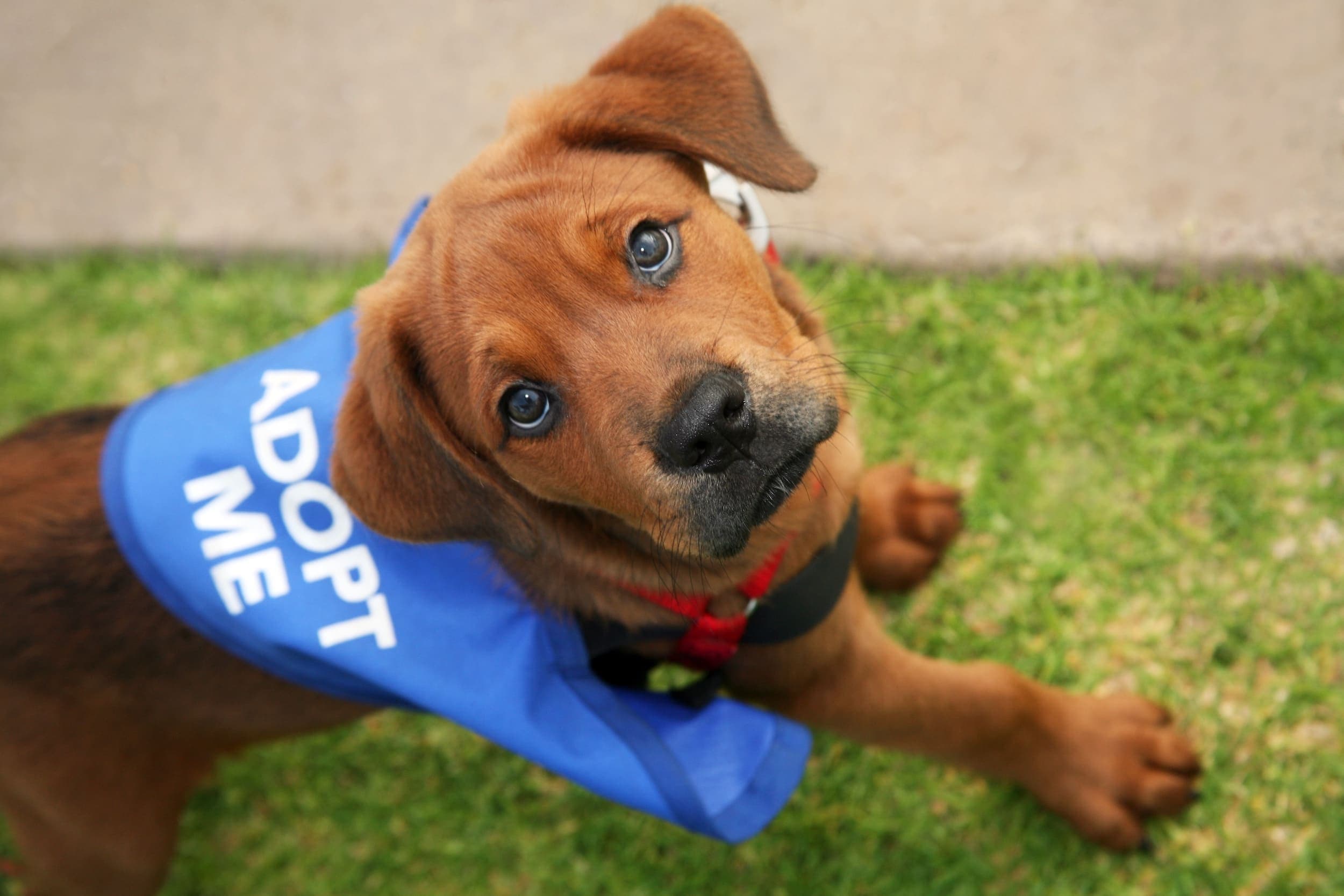 A dog with an Adopt Me vest on looking at the camera