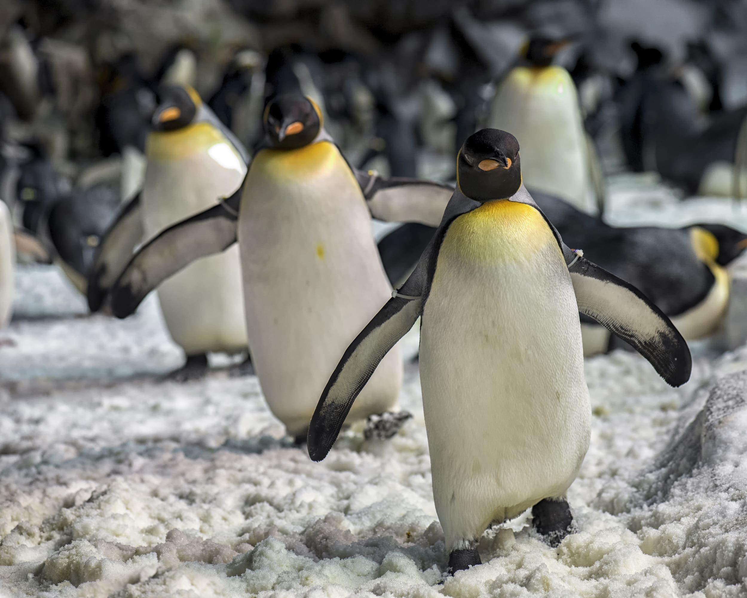 Penguins walking in snow at Seaworld
