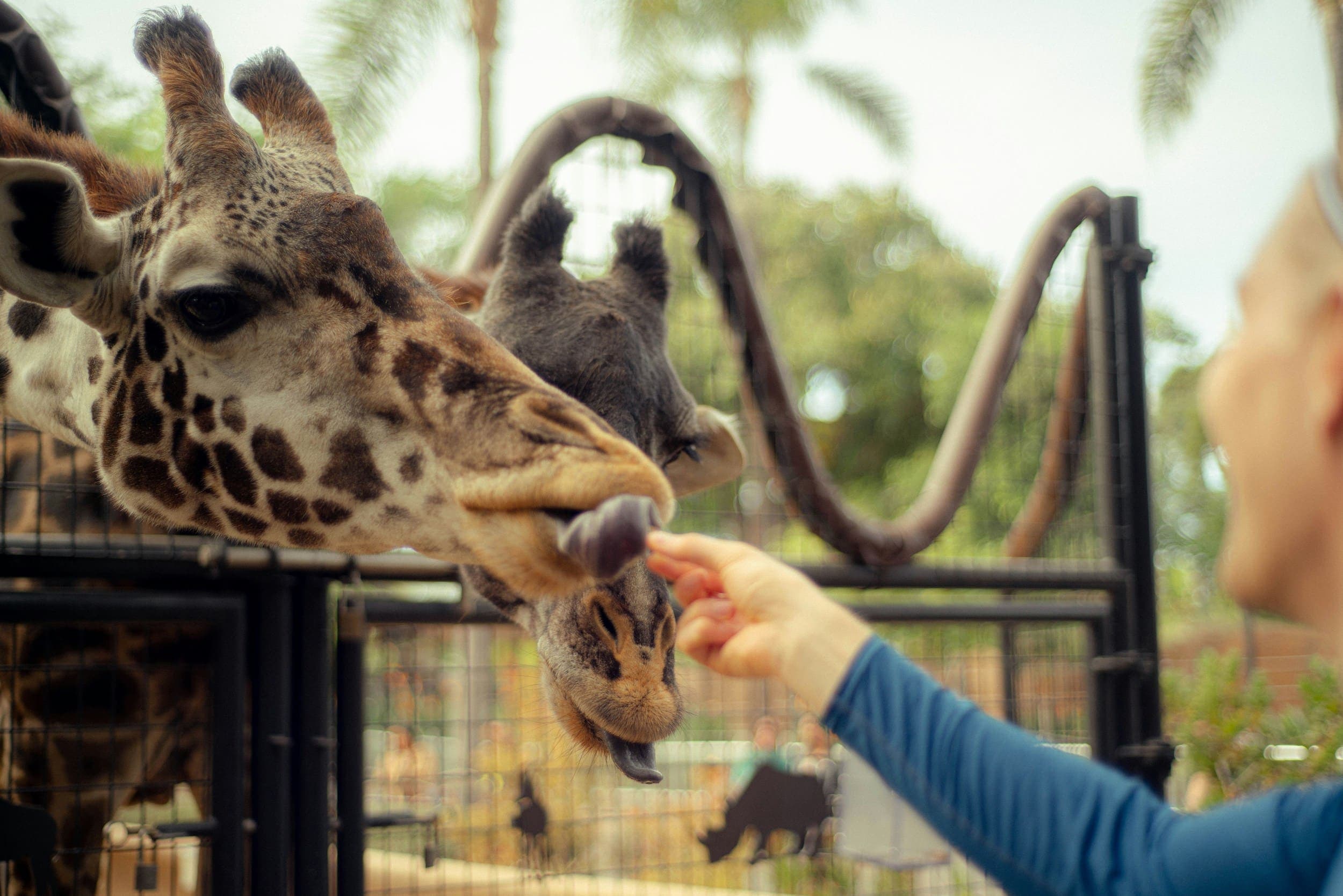 A person feeding a giraffe at the San Diego Zoo