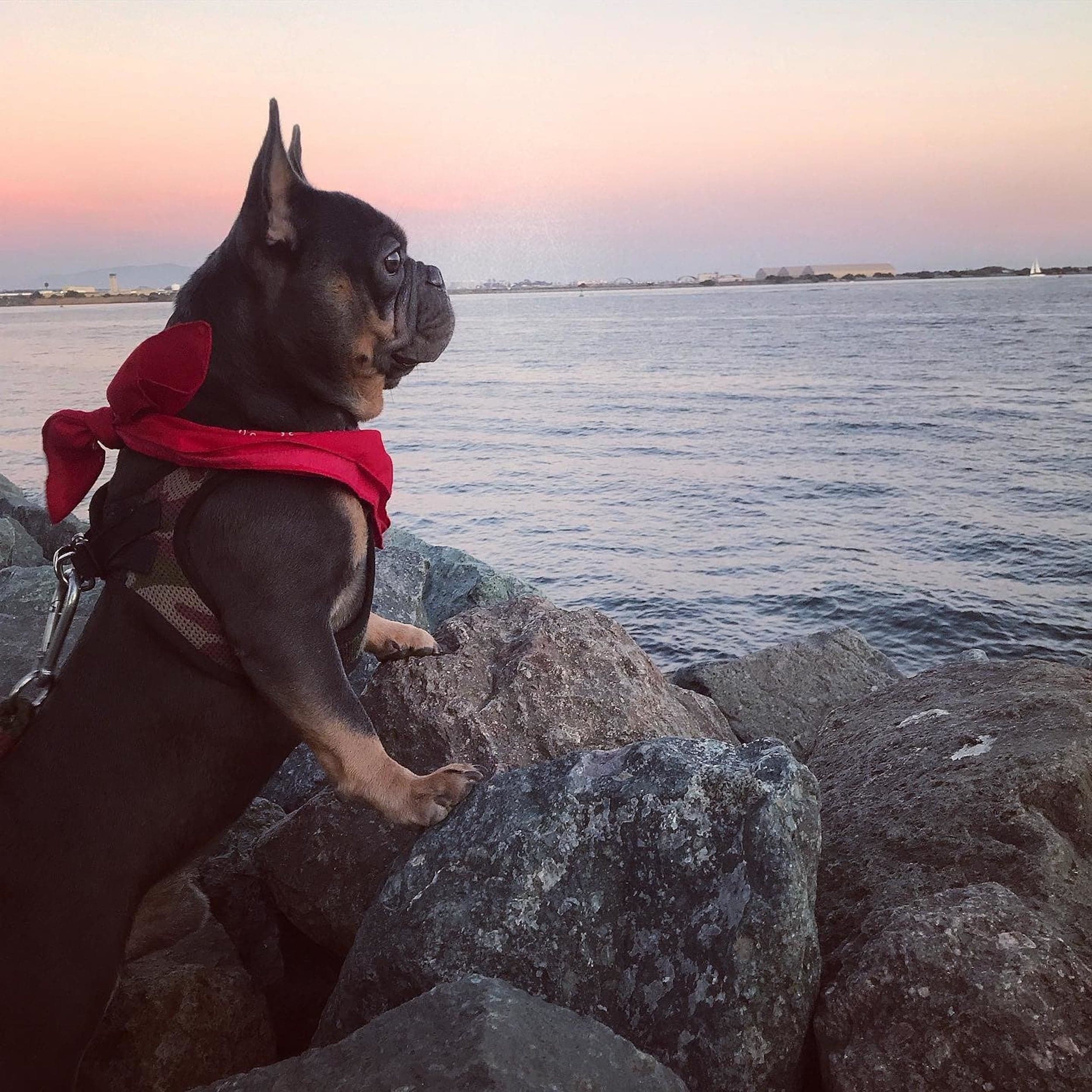 A french bulldog on some rocks near the water with a red scarf
