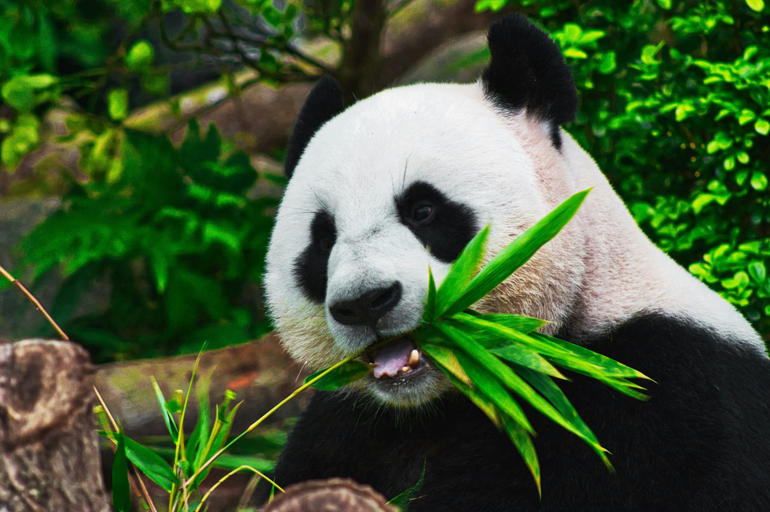 A panda bear eating bamboo at the zoo