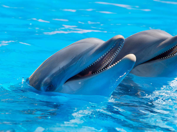 Seaworld Dolphins San Diego