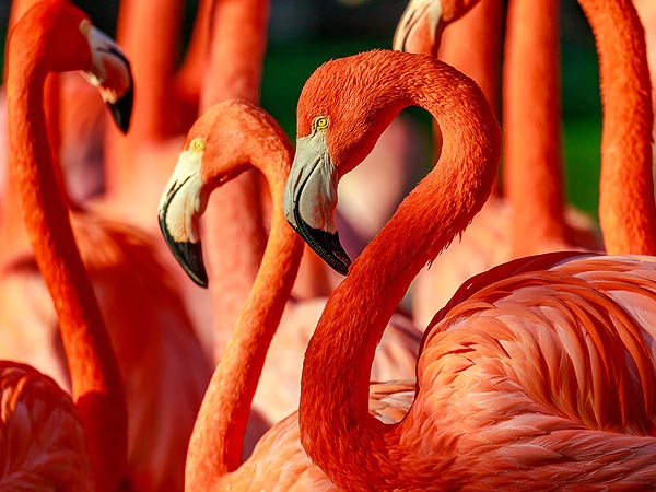 Pink Flamingo at San Diego Zoo