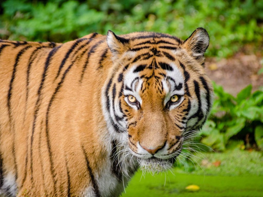 Tiger at San Diego Zoo