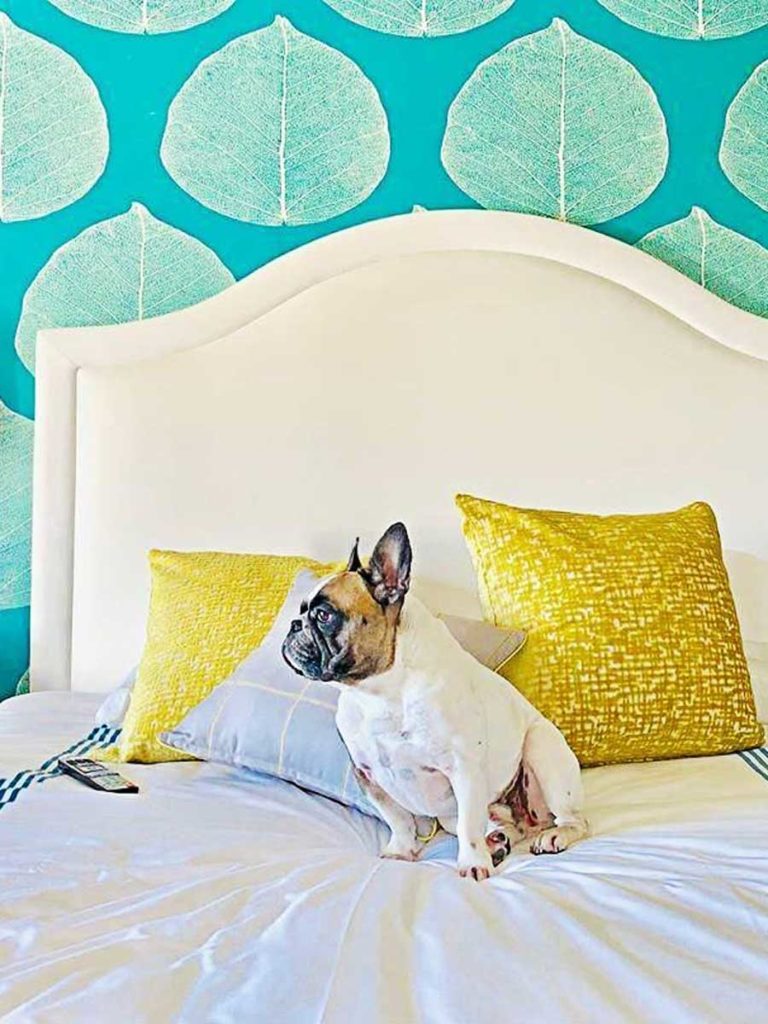 Bulldog On A Guestroom Bed.