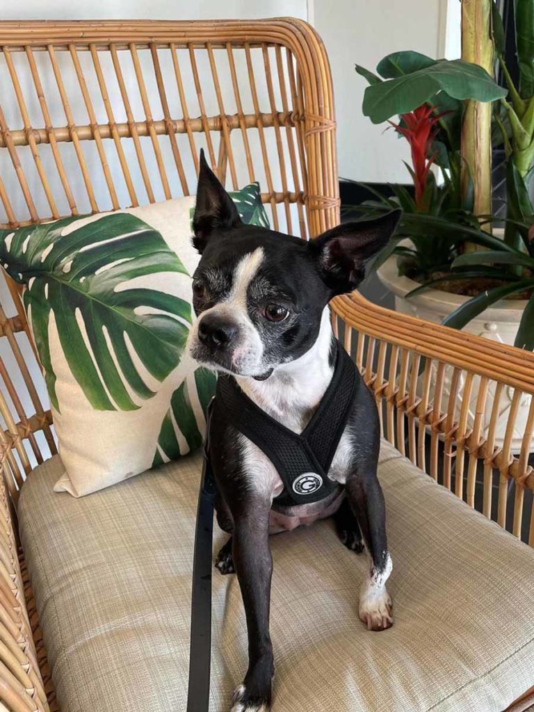 Dog On A Chair.