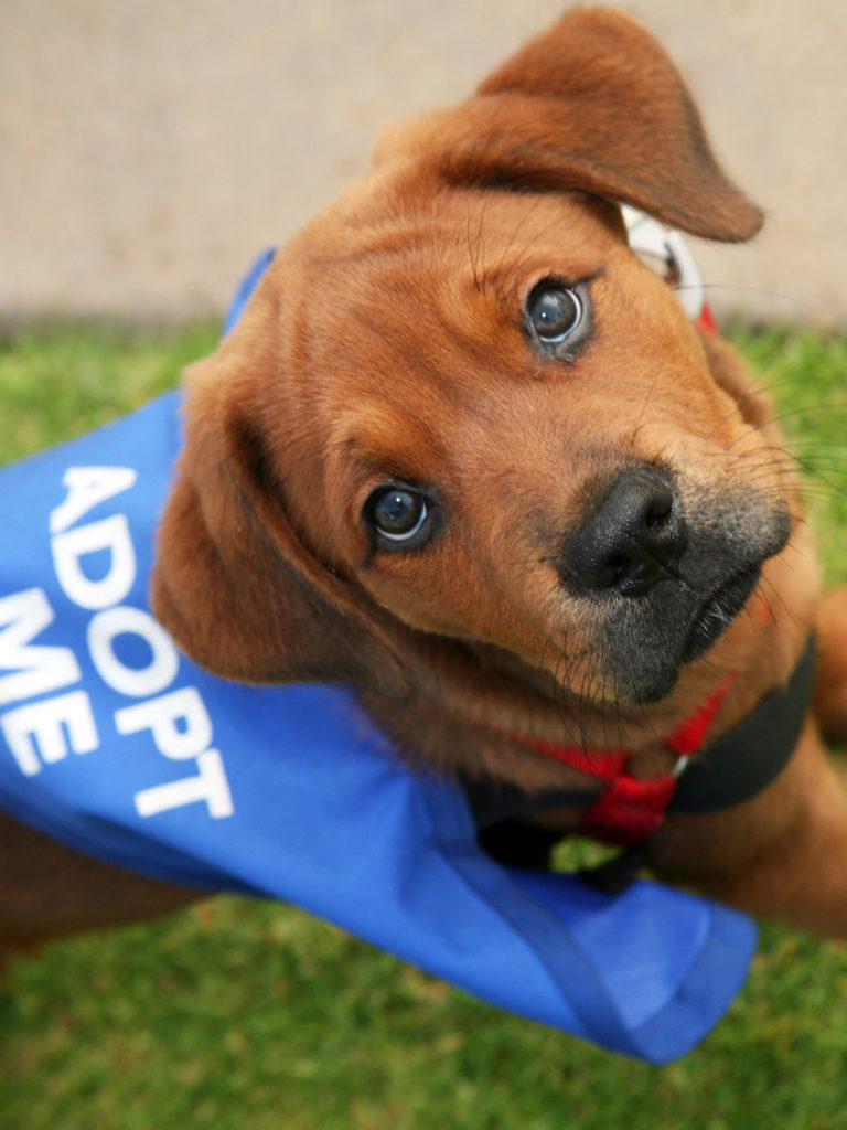 Dog With An Adopt Me Sweater.