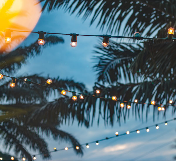 Christmas Lights In Palm Trees.