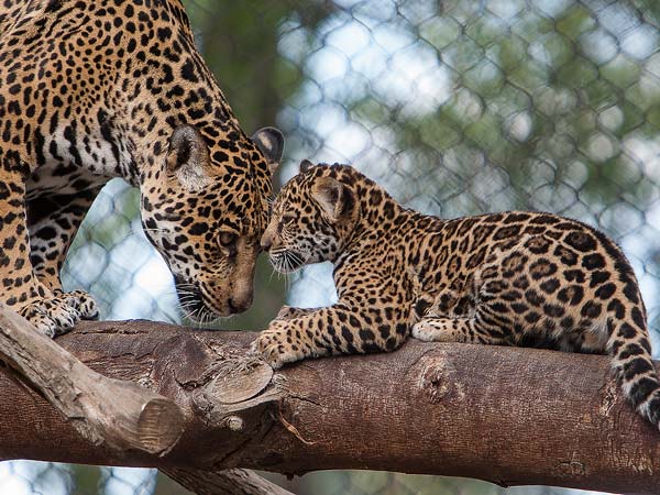 Cheetahs At The San Diego Zoo.