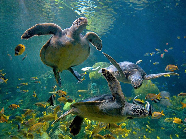 Sea Turtles In San Diego.