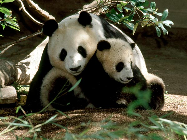 Pandas