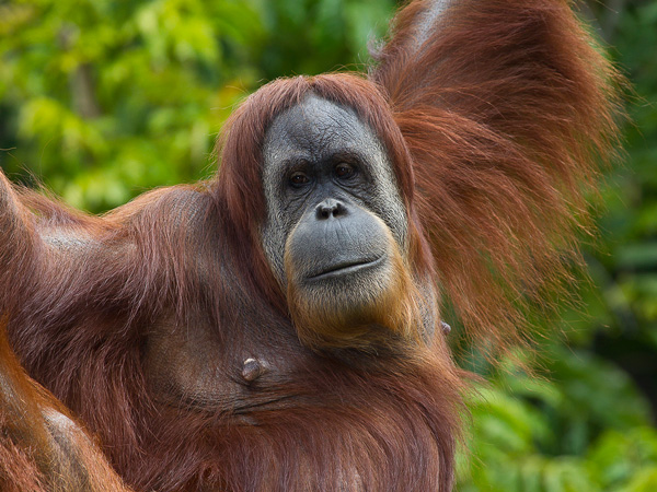 Orangutan